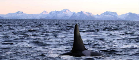 Swimming with orcas this January in Lofoten, Norway